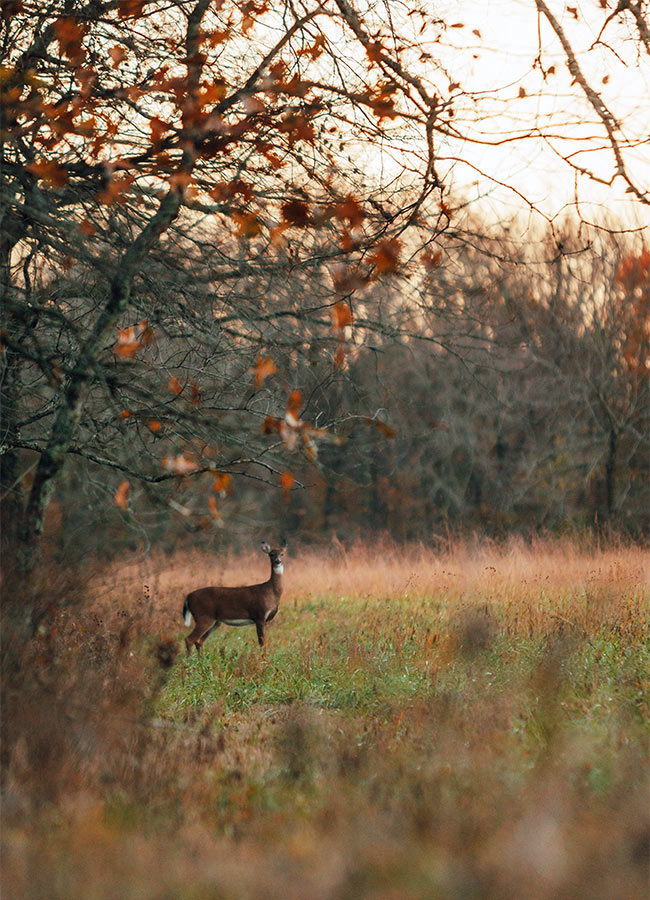 A lone deer standing in a grassy autumn meadow with bare trees and orange brown leaves in a soft hazy forest background